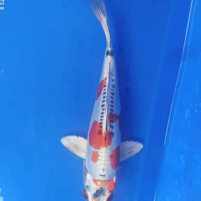 Kiko 20 cm