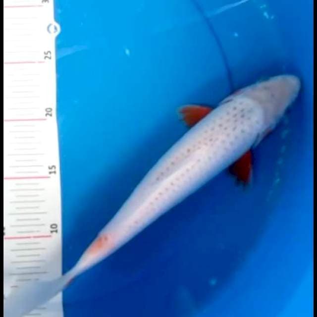 Asagi 30cm