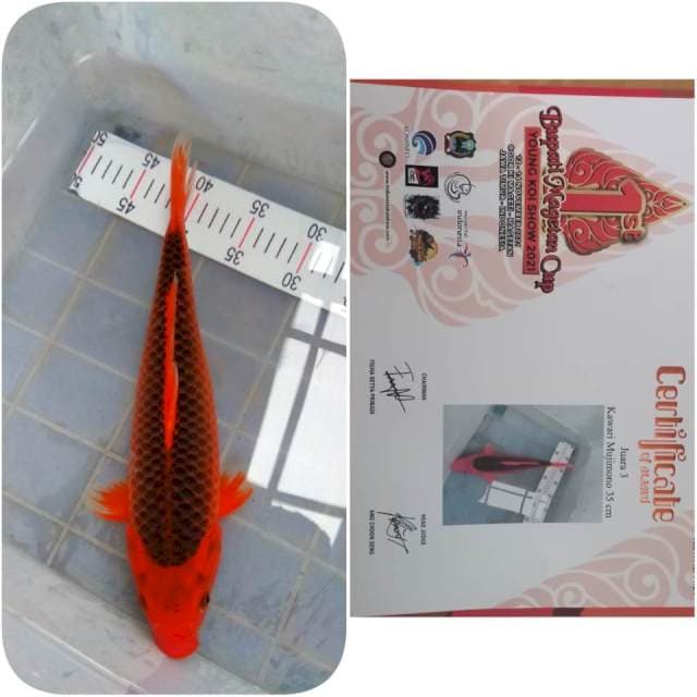 AKAMATSUBA 35CM SQ JUARA 3 MAGETAN KOI SHOW