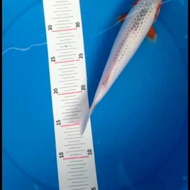 Asagi 26cm