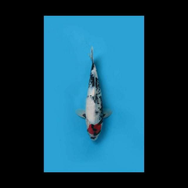 Tancho Showa Tategoi 35bu Female Tosai