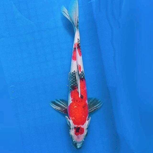 Showa Strong 28cm