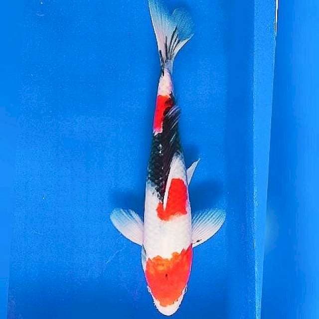 Kindai Showa Strong 31cm