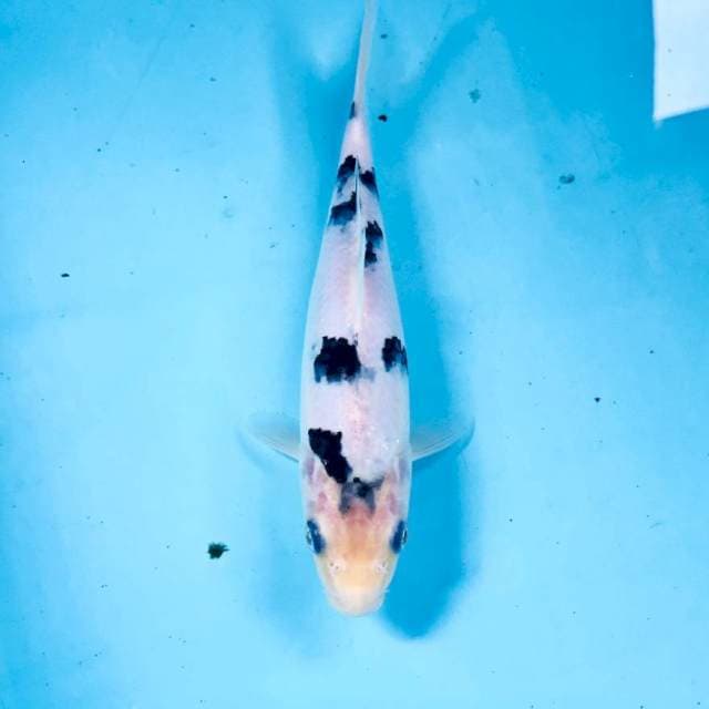Bekko Juara 2, 20 cm