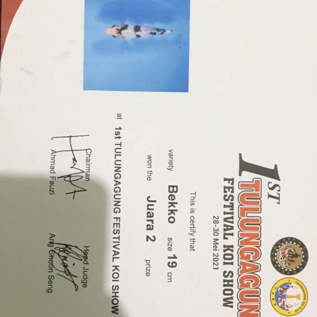 Bekko Juara 2, 20 cm