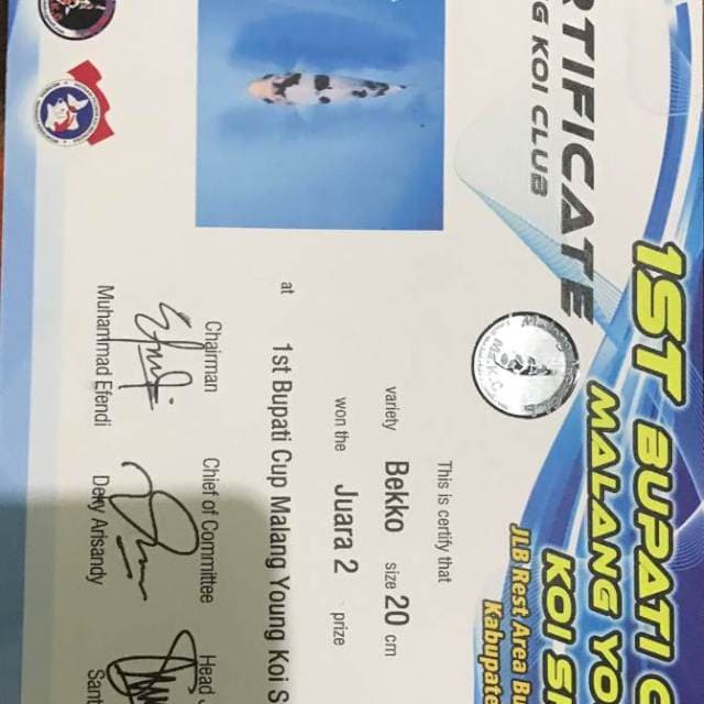 Bekko Juara 2, 20 cm