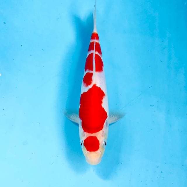 Maruten Kohaku, 23 cm