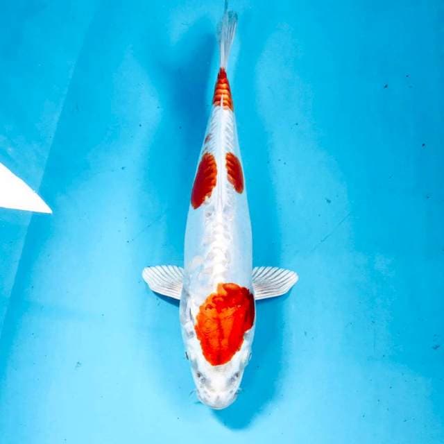 Kikushui, 28 cm