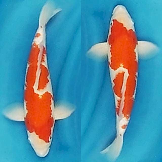Kohaku 35cm