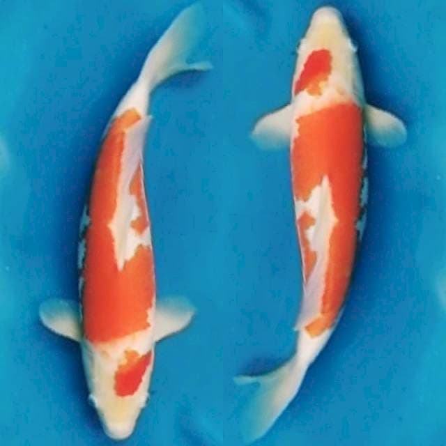 Kohaku body tebal 43cm