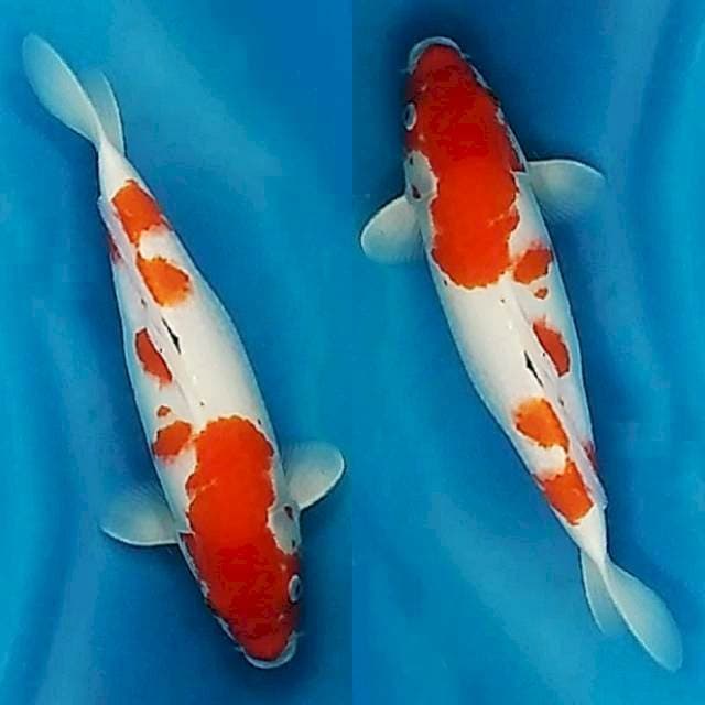 Kohaku terpedo 36cm