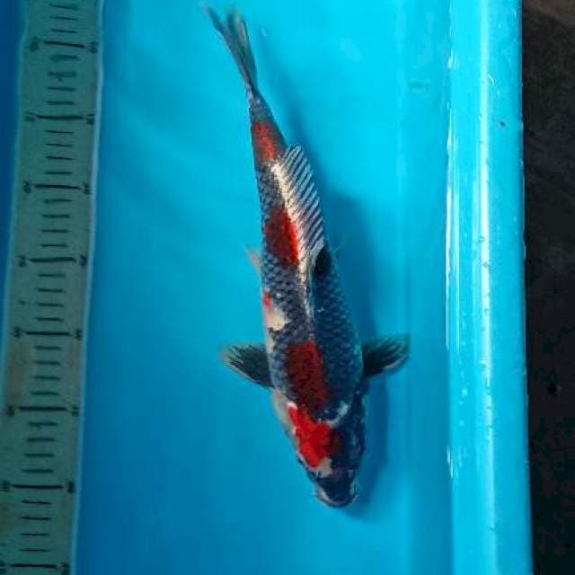 Showa Goshiki / Kuro Showa koleksi