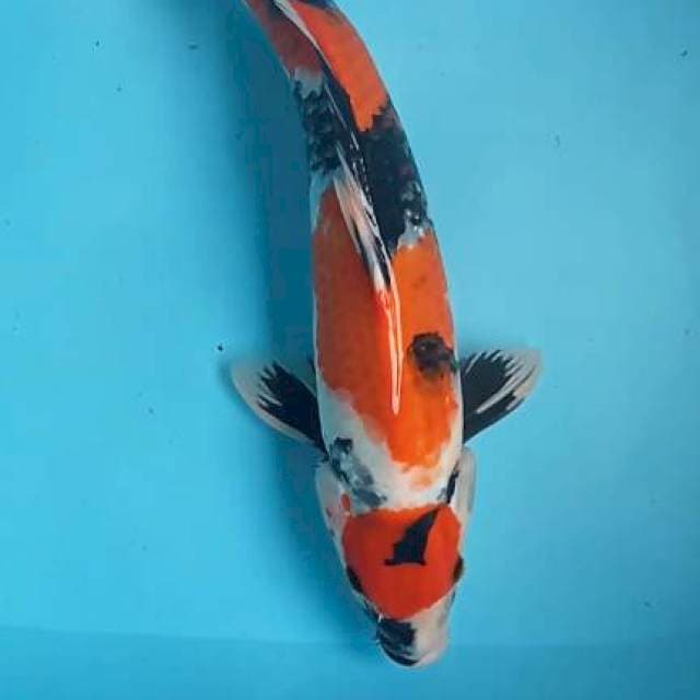 Showa jantan 45cm