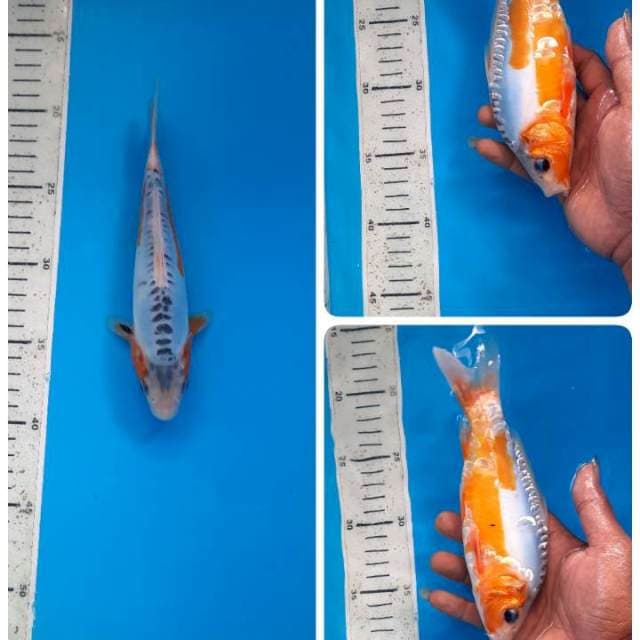 Baby shusui 20cm