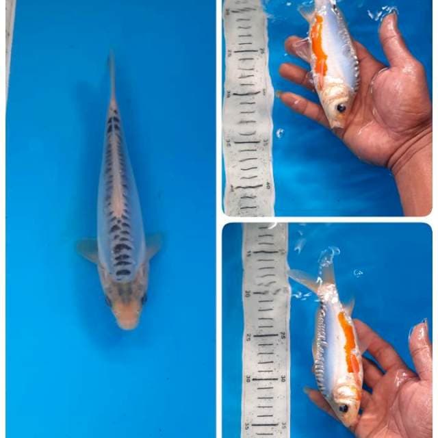 Baby shusui 18cm