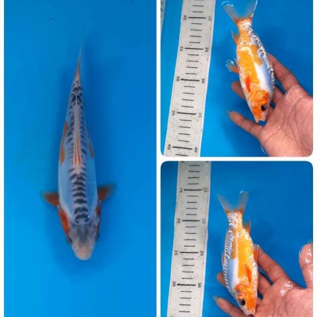 Baby shusui 17cm