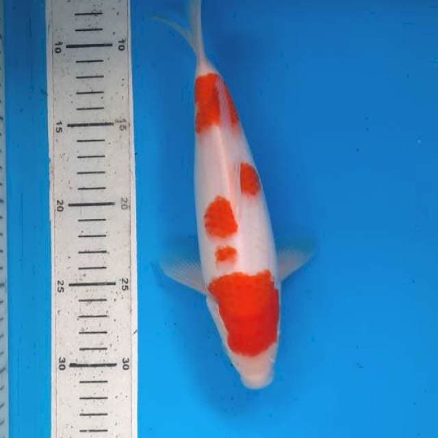 Kohaku 24cm