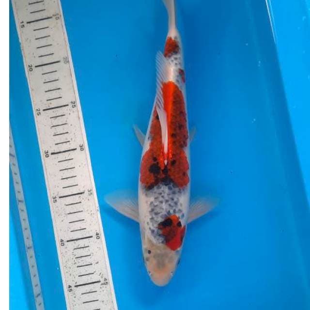 Goshiki 34cm