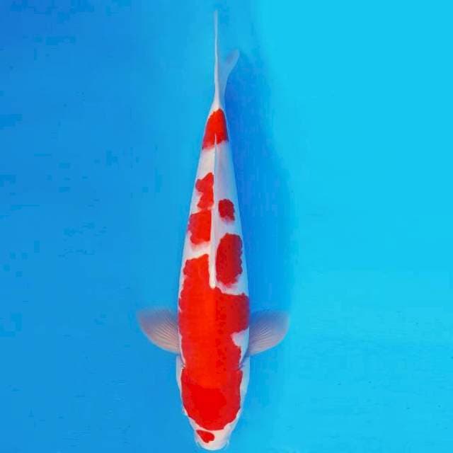 KENZEI 9 ~ KOHAKU ™