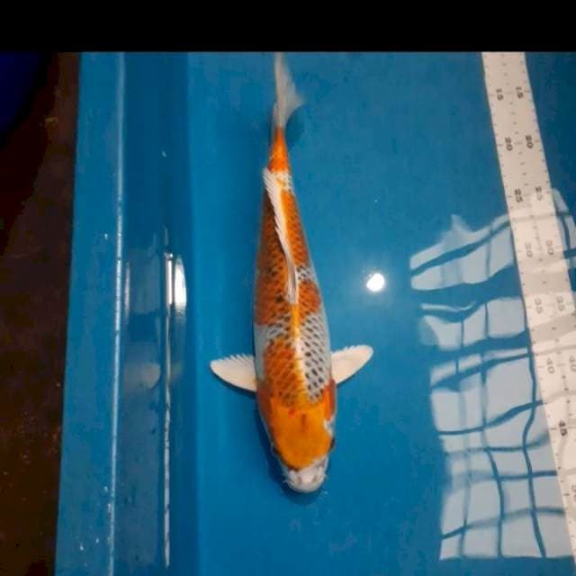 Kujaku 36cm