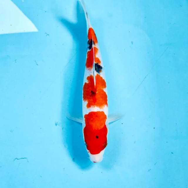 Sanke, 20 cm