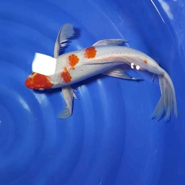 kumpay kohaku 42cm jantan sah
