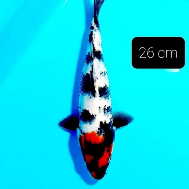 Tancho sowa 26 cm