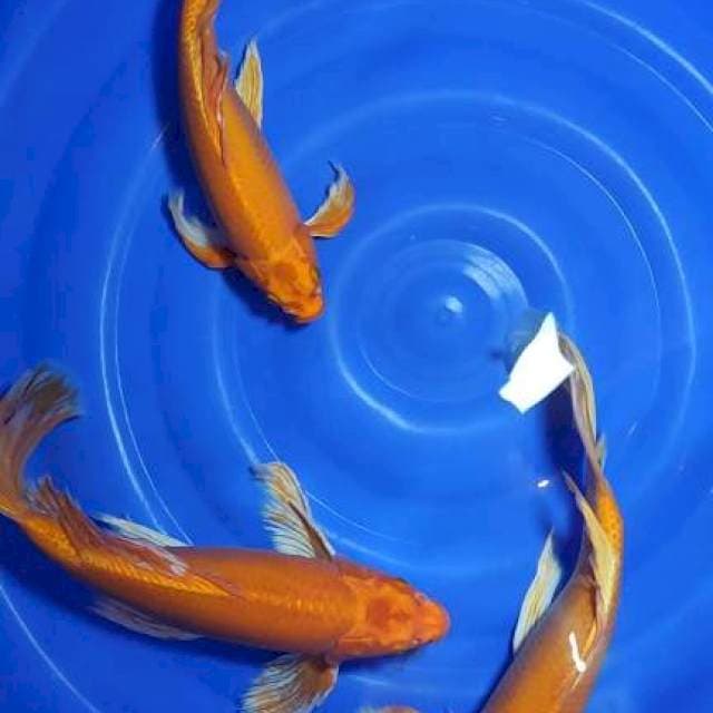 3 ekor orenji slayer jumbo 40.42.44cm
