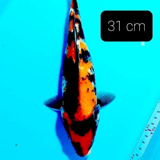 Showa 31 cm