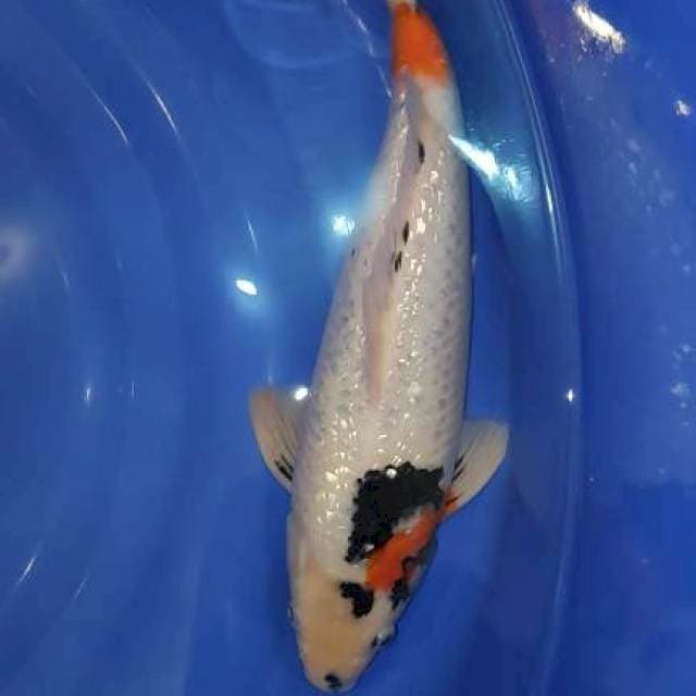 showa ginrin rapih 39cm jantan