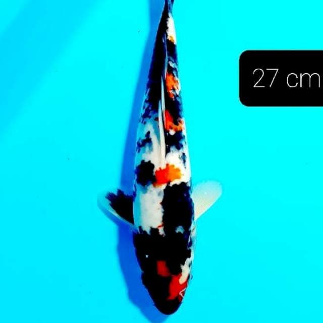 Kindai showa 27 cm