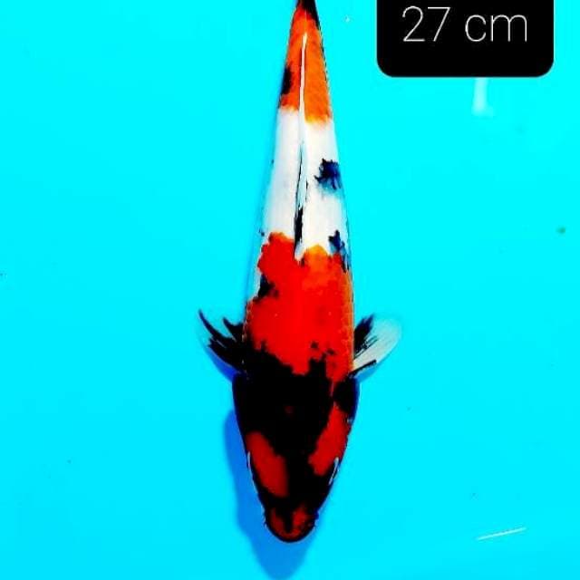 Showa 27 cm