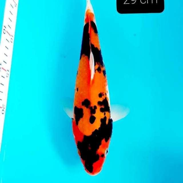 Hitam pekat 29 cm