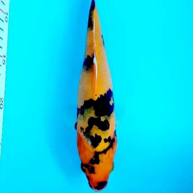 Ki showa 25 cm