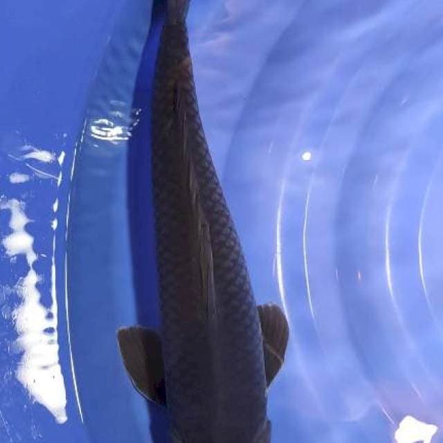 51cm jantan soragoi hitam padat