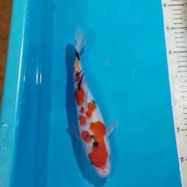 Sanke 27 cm