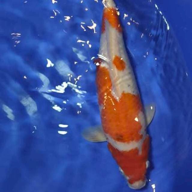 kohaku bulky 43cm jantan