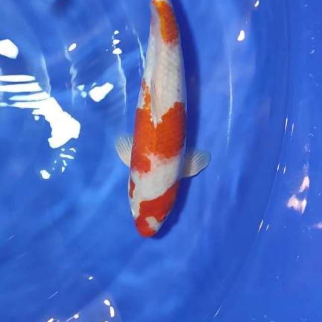 kohaku strong 37cm jantan