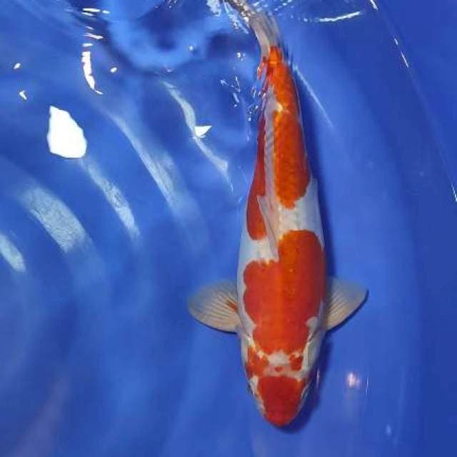 kohaku doit 37cm