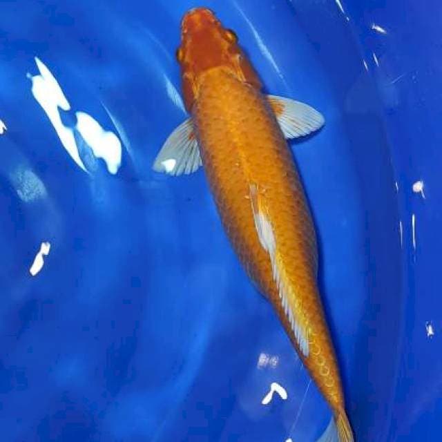 orenji 42cm gendong ndog