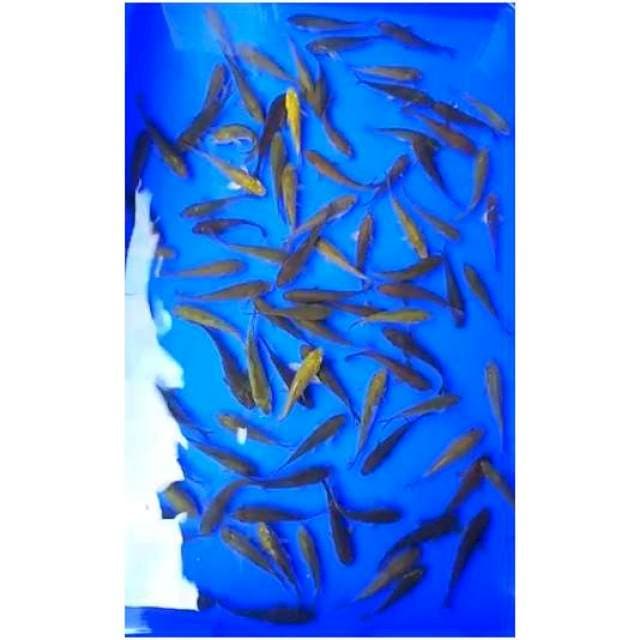 BABY CHAGOI 100 EKOR, 8 - 9 Cm