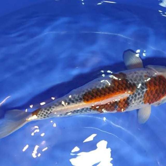 goshiki 43cm body sepur tumbuk