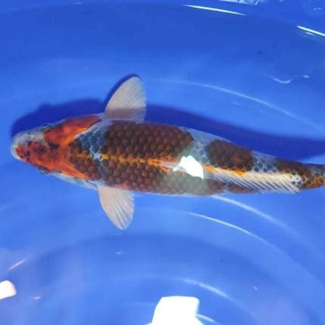 goshiki 37cm jantan badak