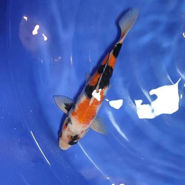 showa 33cm