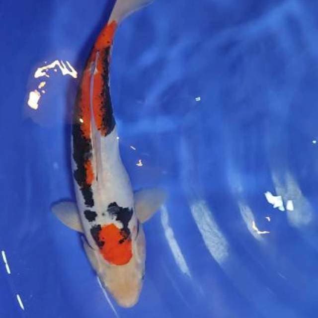 kumonryu 37cm jantan