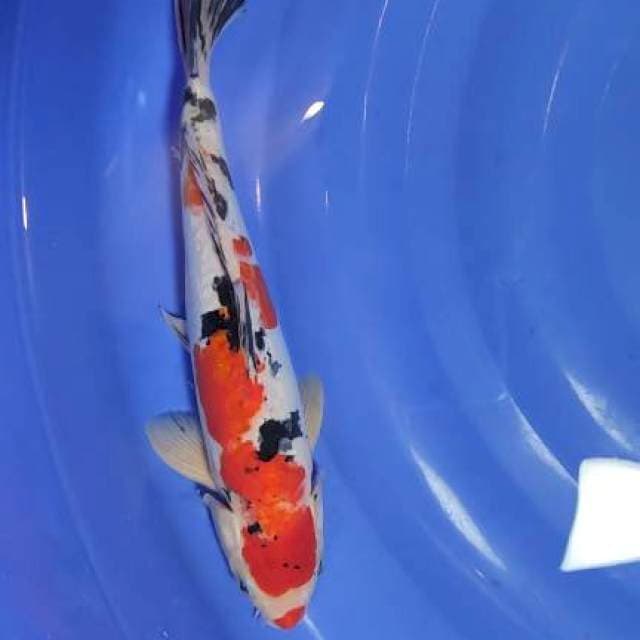 showa doit 35cm jantan