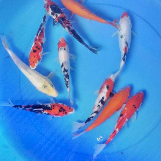 Mix koi 10 ekor