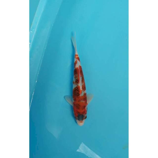 goromo 25 cm