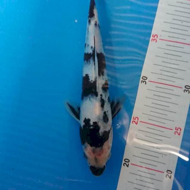 Shiro 24cm hitam pekat