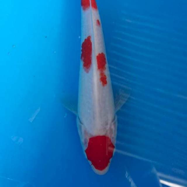Maruten kohaku 21cm Male strong